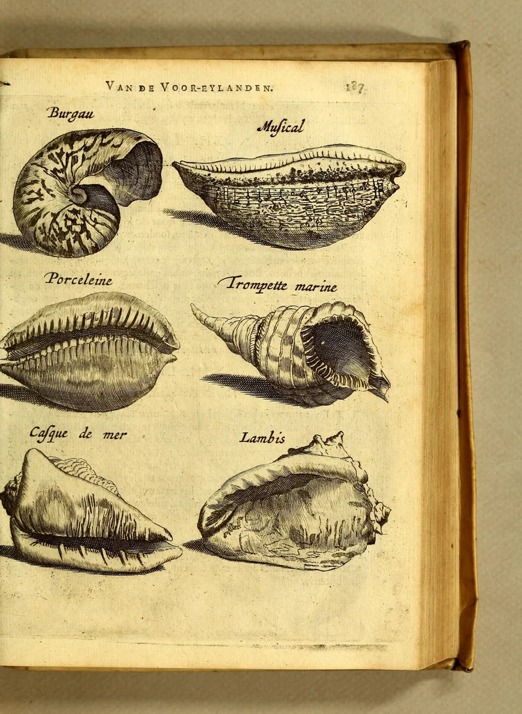 An illustration from Natuurlyke en zedelyke historie van d'eylanden de Voor-Eylanden van Amerika. : Verrijkt met vele schoone platen, die uytheelden d'aller-aanmerkelijkste seldsaamheden die'er in beschreven zijn. : Met eenen Caraïbaanschen Woorden-schat., 1662, leaf 239