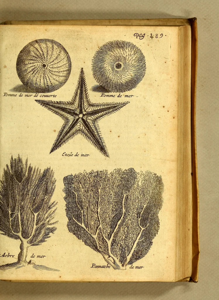 An illustration from Natuurlyke en zedelyke historie van d'eylanden de Voor-Eylanden van Amerika. : Verrijkt met vele schoone platen, die uytheelden d'aller-aanmerkelijkste seldsaamheden die'er in beschreven zijn. : Met eenen Caraïbaanschen Woorden-schat., 1662, leaf 241