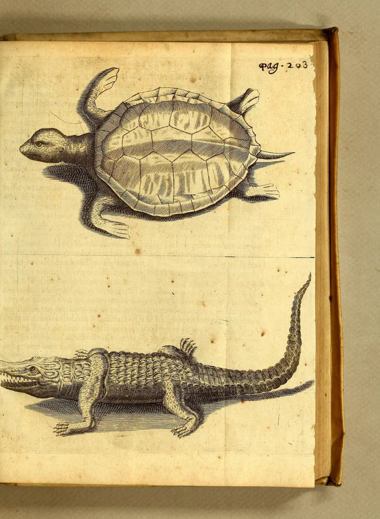 An illustration from Natuurlyke en zedelyke historie van d'eylanden de Voor-Eylanden van Amerika. : Verrijkt met vele schoone platen, die uytheelden d'aller-aanmerkelijkste seldsaamheden die'er in beschreven zijn. : Met eenen Caraïbaanschen Woorden-schat., 1662, leaf 257
