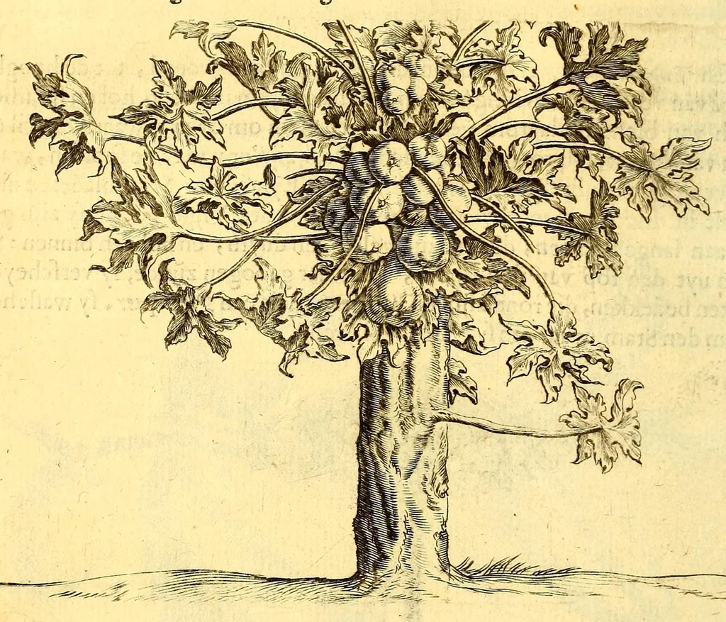 An illustration from Natuurlyke en zedelyke historie van d'eylanden de Voor-Eylanden van Amerika. : Verrijkt met vele schoone platen, die uytheelden d'aller-aanmerkelijkste seldsaamheden die'er in beschreven zijn. : Met eenen Caraïbaanschen Woorden-schat., 1662, leaf 90