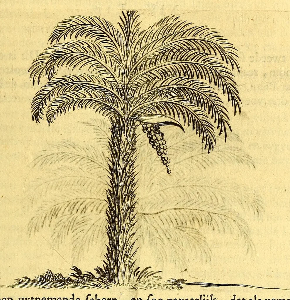 An illustration from Natuurlyke en zedelyke historie van d'eylanden de Voor-Eylanden van Amerika. : Verrijkt met vele schoone platen, die uytheelden d'aller-aanmerkelijkste seldsaamheden die'er in beschreven zijn. : Met eenen Caraïbaanschen Woorden-schat., 1662, leaf 99