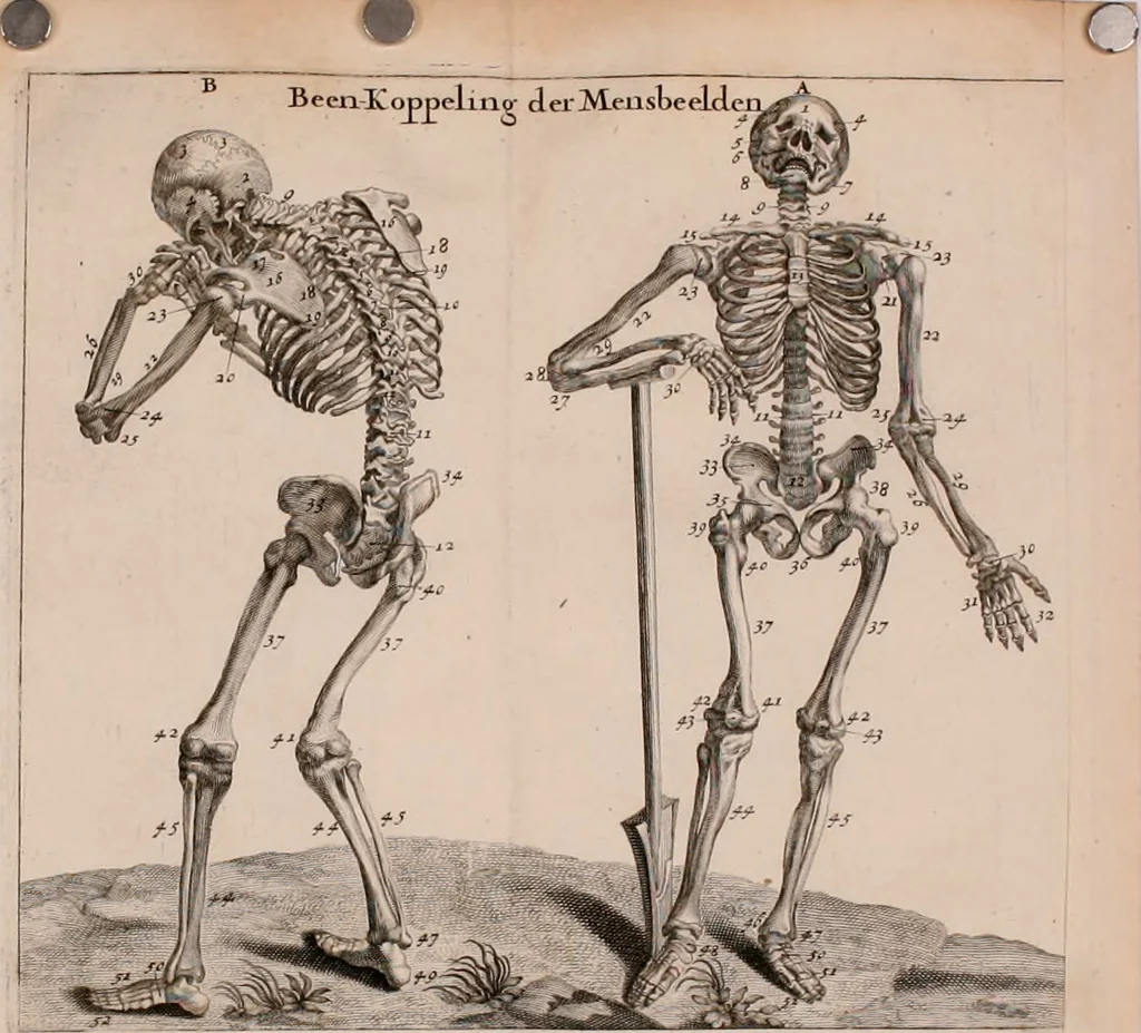 An illustration from Natuurlyk en schilderkonstig ontwerp der menschkunde : leerende niet alleen de kennis van de gestalte, proportie, schoonheyd, muskelen, bewegingen, actien, passien, en welstand der menschbeelden : tot de teykenkunde, schilderkunde, beeldhouwery, bootseer en giet-oeffening toepassen : maar ook hoe sich een mensch na deselve regelen, in allerhande doeningh van gaan, staan, loopen, torssen, dragen, arbeyden, spreken en andere gebeerden : bevallig en verstandilijk aastellen zal, 1683, leaf 417