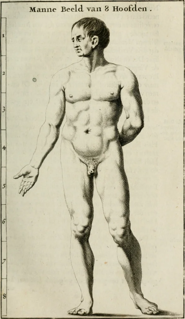 An illustration from Natuurlyk en schilderkonstig ontwerp der menschkunde : leerende niet alleen de kennis van de gestalte, proportie, schoonheyd, muskelen, bewegingen, actien, passien, en welstand der menschbeelden : tot de teykenkunde, schilderkunde, beeldhouwery, bootseer en giet-oeffening toepassen : maar ook hoe sich een mensch na deselve regelen, in allerhande doeningh van gaan, staan, loopen, torssen, dragen, arbeyden, spreken en andere gebeerden : bevallig en verstandilijk aastellen zal, 1683, leaf 82