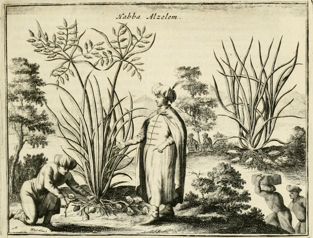 An illustration from Naukeurige beschryving van Asie; behelsende de gewesten van Mesopotamie, Babylonie, Assyrie, Anatolie, of Klein Asie, beneffens eene volkome beschrijving van gansch Gelukkigh, Woest, en Petreesch of Steenigh Arabie.., 1680, leaf 290