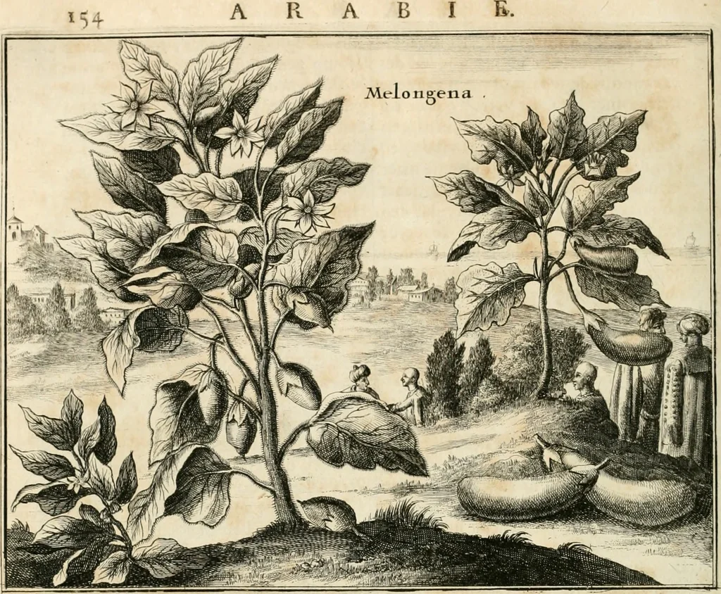 An illustration from Naukeurige beschryving van Asie; behelsende de gewesten van Mesopotamie, Babylonie, Assyrie, Anatolie, of Klein Asie, beneffens eene volkome beschrijving van gansch Gelukkigh, Woest, en Petreesch of Steenigh Arabie.., 1680, leaf 559