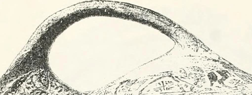 An illustration from Naukratis, 1886, leaf 108