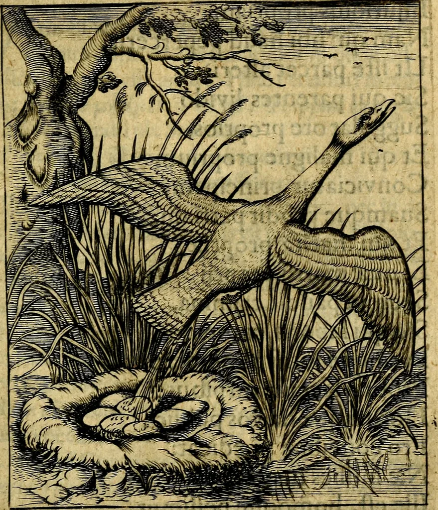An illustration from Nebulo nebulonum; hoc est, Loco-seria vernaculae nequitiae censura, 1636, leaf 184