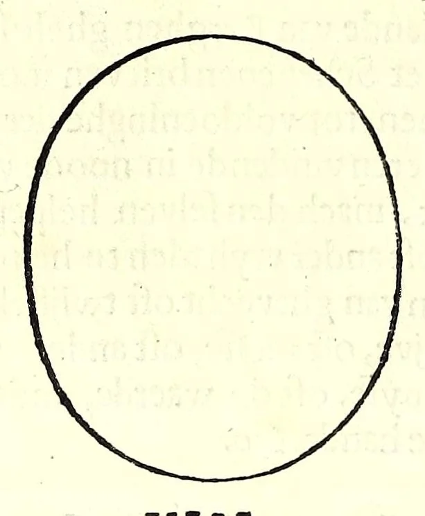 An illustration from Nederlandtsche herault, of, Adelik toneel zijnde een historische beschrijvinge, van allerley trappen van adeldom : alsmede van alderhande wapen-schilden, in koninckrijcken, gemeene-besten, steden en volkeren, van oude tijden af, tot dese eeuw toe in gebruyk geweest zijnde, 1672, leaf 322