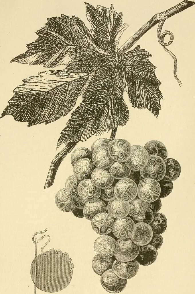 An illustration from Needle and brush:, 1889, leaf 100
