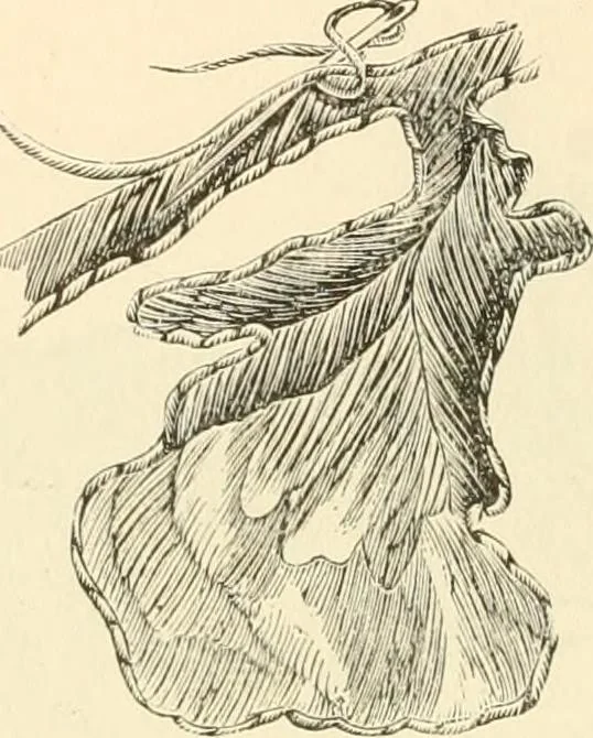 An illustration from Needle and brush:, 1889, leaf 109