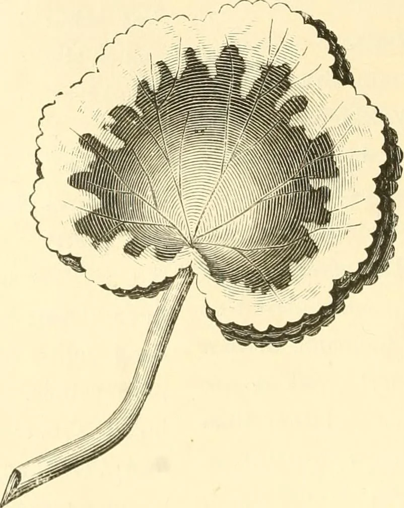 An illustration from Needle and brush:, 1889, leaf 143