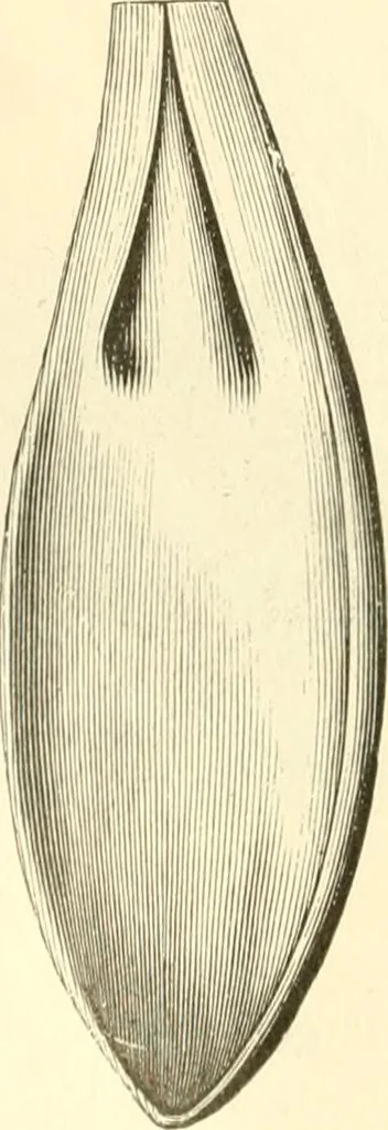 An illustration from Needle and brush:, 1889, leaf 145