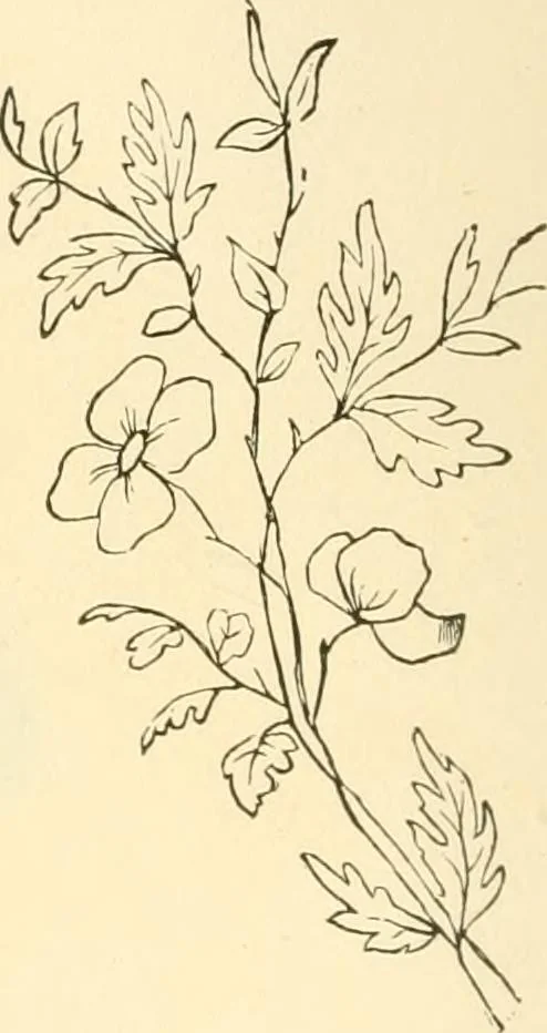 An illustration from Needle and brush:, 1889, leaf 147