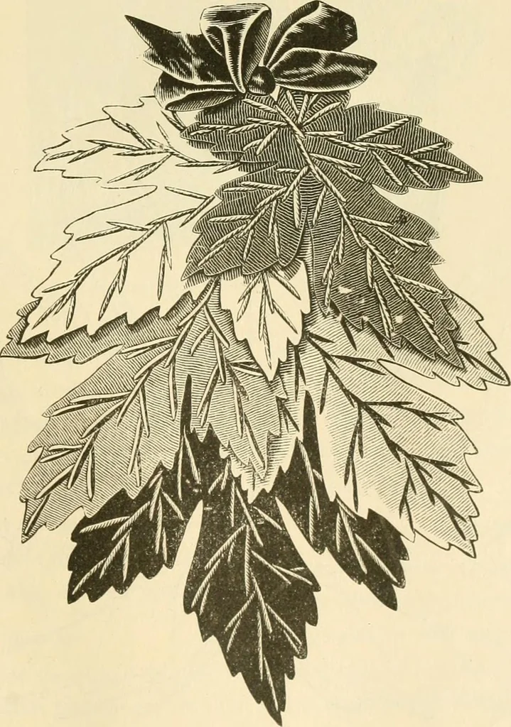 An illustration from Needle and brush:, 1889, leaf 148