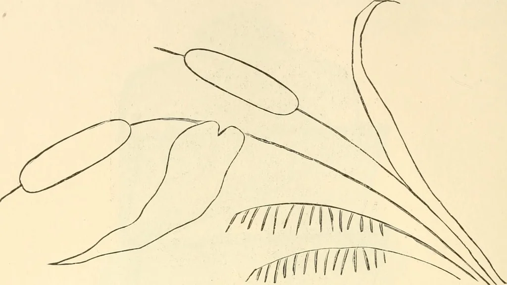 An illustration from Needle and brush:, 1889, leaf 189