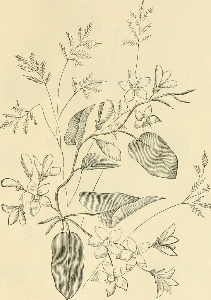 An illustration from Needle and brush:, 1889, leaf 236