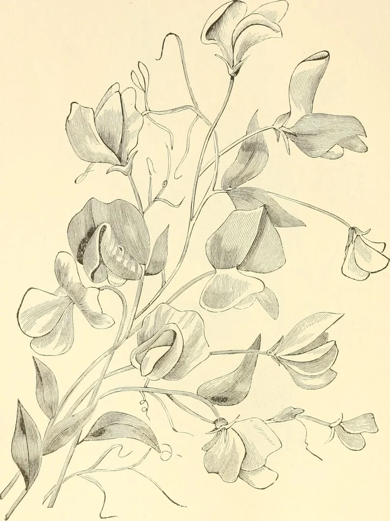 An illustration from Needle and brush:, 1889, leaf 237