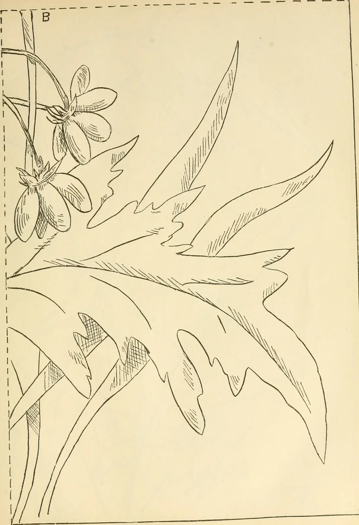 An illustration from Needle and brush:, 1889, leaf 242