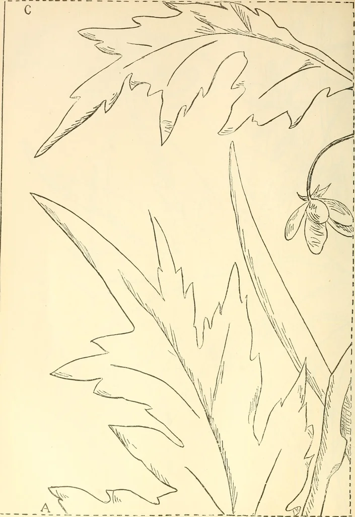 An illustration from Needle and brush:, 1889, leaf 243