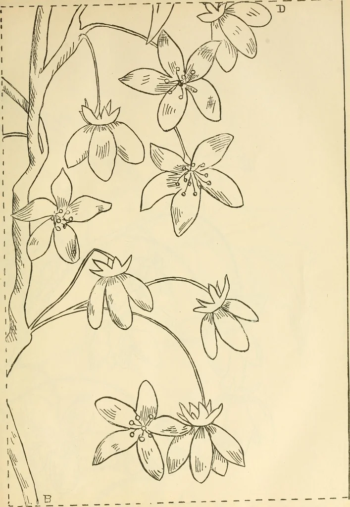 An illustration from Needle and brush:, 1889, leaf 244