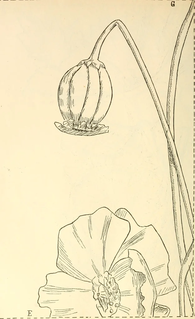 An illustration from Needle and brush:, 1889, leaf 249