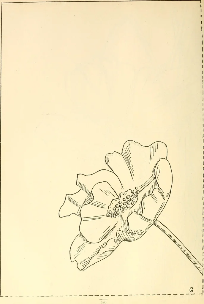 An illustration from Needle and brush:, 1889, leaf 251