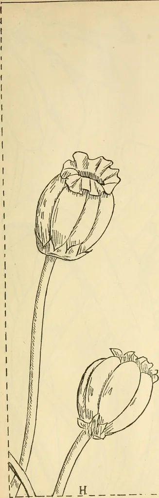 An illustration from Needle and brush:, 1889, leaf 252