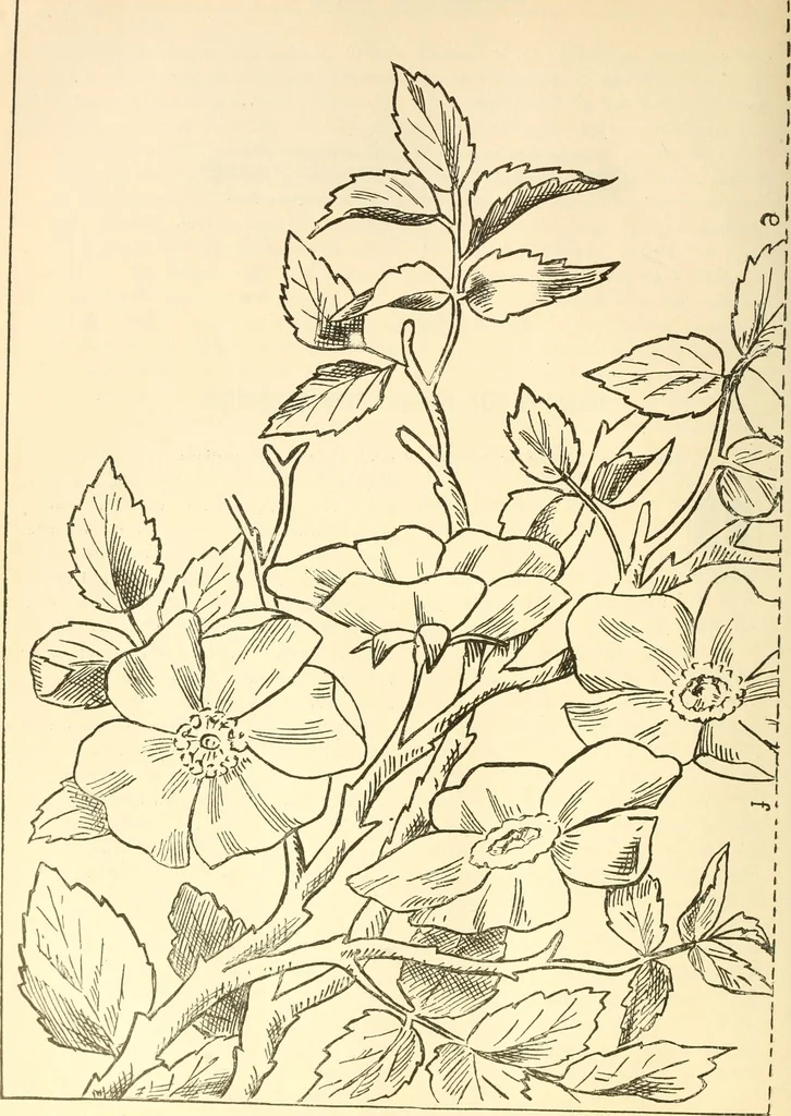 An illustration from Needle and brush:, 1889, leaf 261