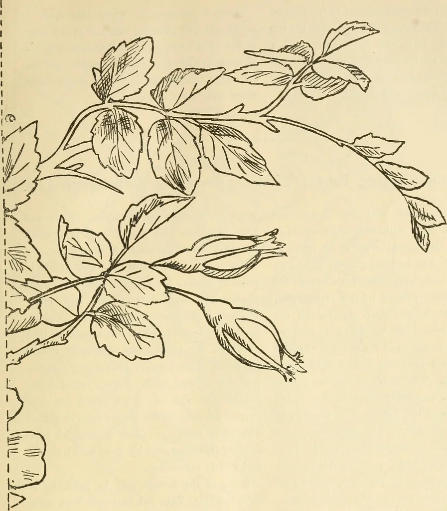 An illustration from Needle and brush:, 1889, leaf 262