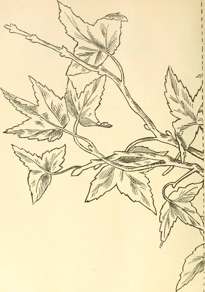 An illustration from Needle and brush:, 1889, leaf 271