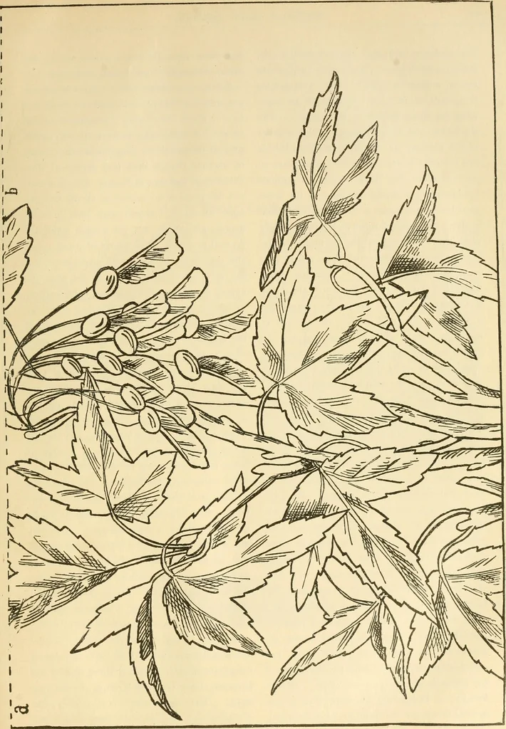 An illustration from Needle and brush:, 1889, leaf 272