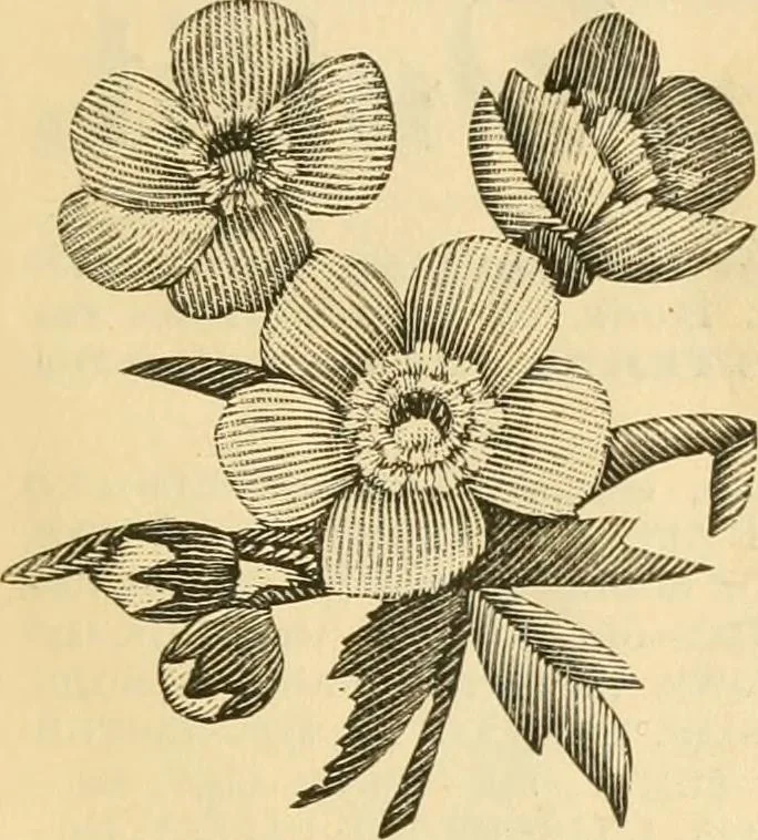 An illustration from Needle and brush:, 1889, leaf 308
