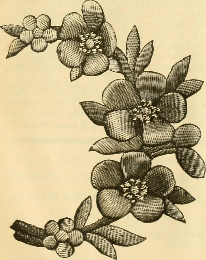An illustration from Needle and brush:, 1889, leaf 308