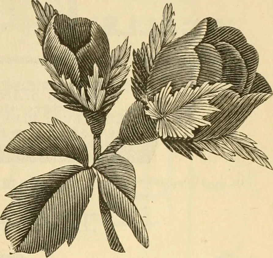 An illustration from Needle and brush:, 1889, leaf 308