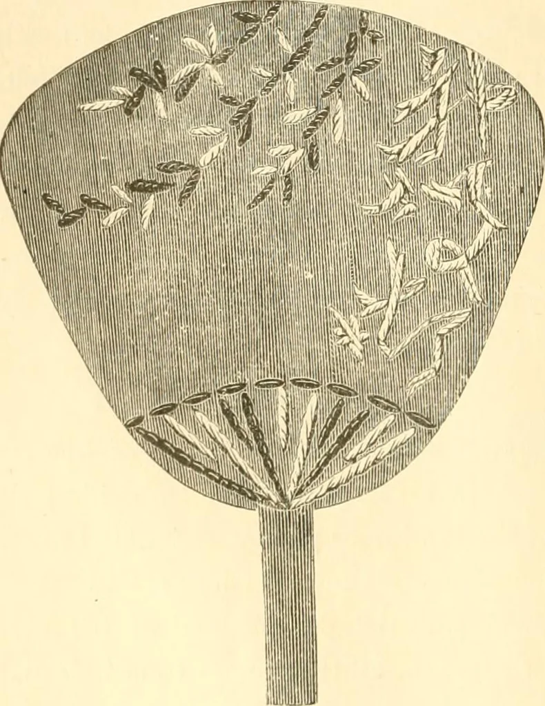 An illustration from Needle and brush:, 1889, leaf 45