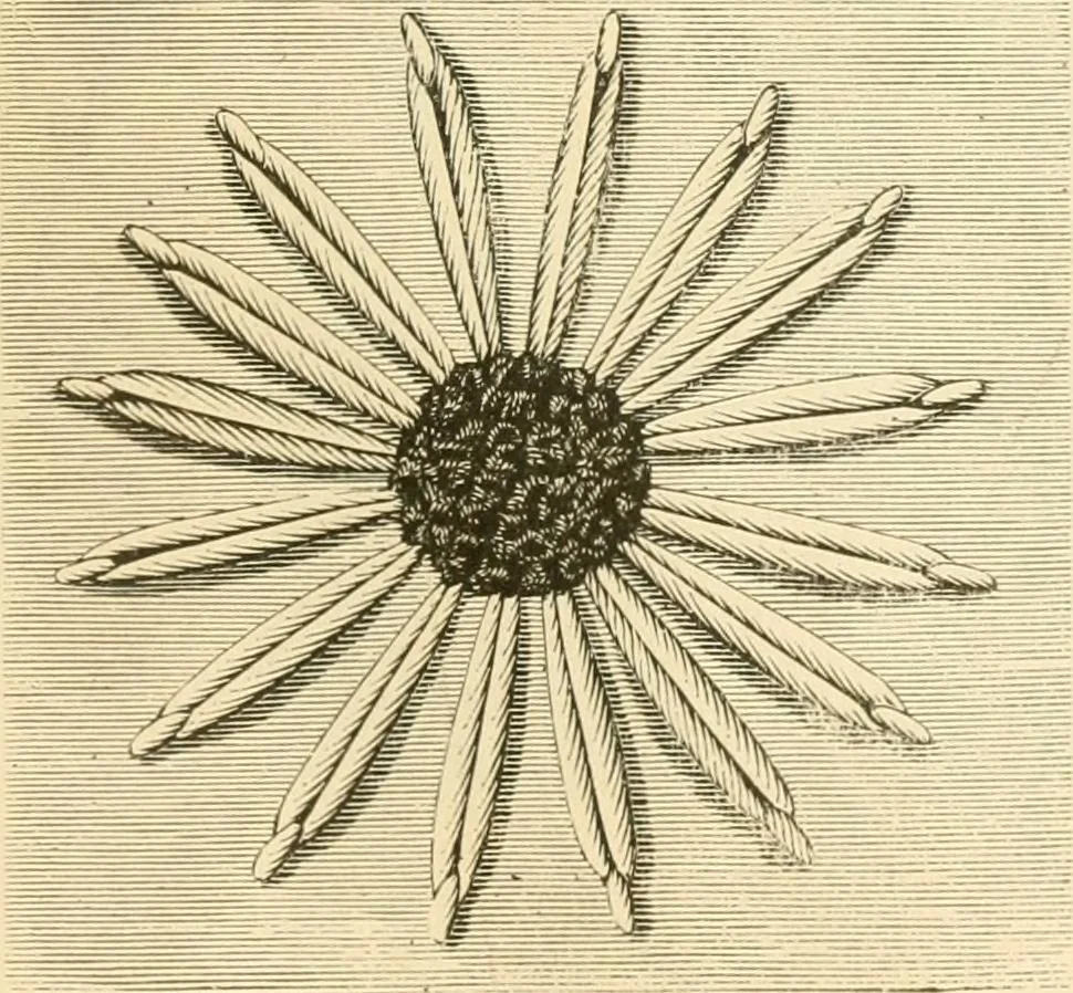 An illustration from Needle and brush:, 1889, leaf 48