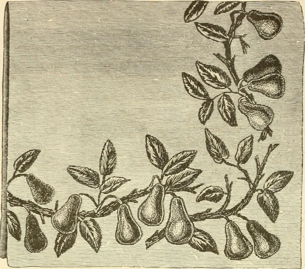 An illustration from Needle and brush:, 1889, leaf 49