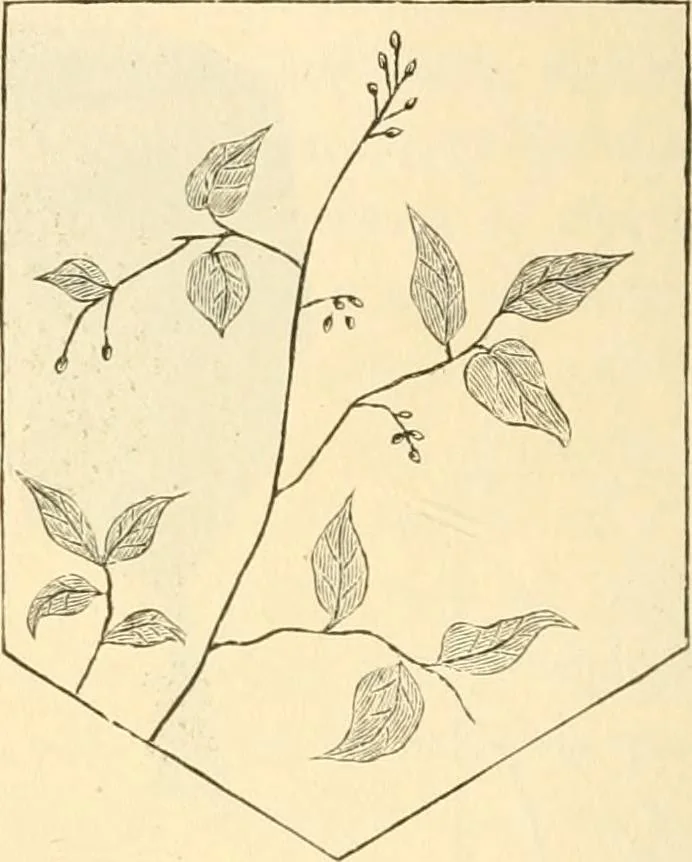 An illustration from Needle and brush:, 1889, leaf 53