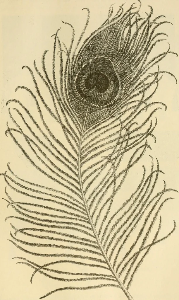 An illustration from Needle and brush:, 1889, leaf 58