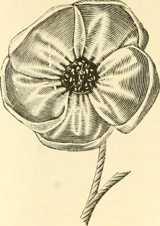 An illustration from Needle and brush:, 1889, leaf 59