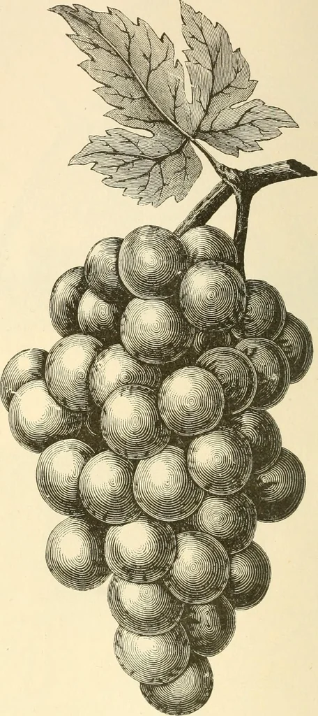 An illustration from Needle and brush:, 1889, leaf 71