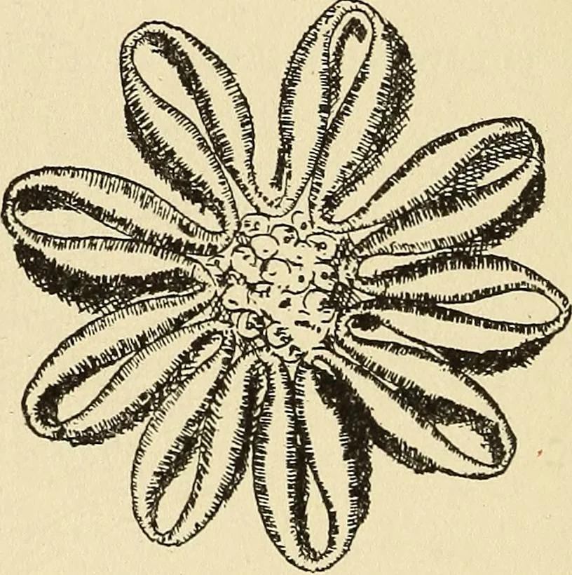 An illustration from Needlecraft, 1911, leaf 137