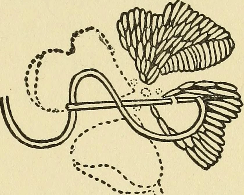 An illustration from Needlecraft, 1911, leaf 208