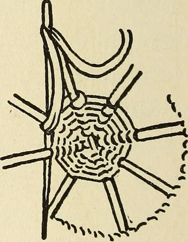 An illustration from Needlecraft, 1911, leaf 261