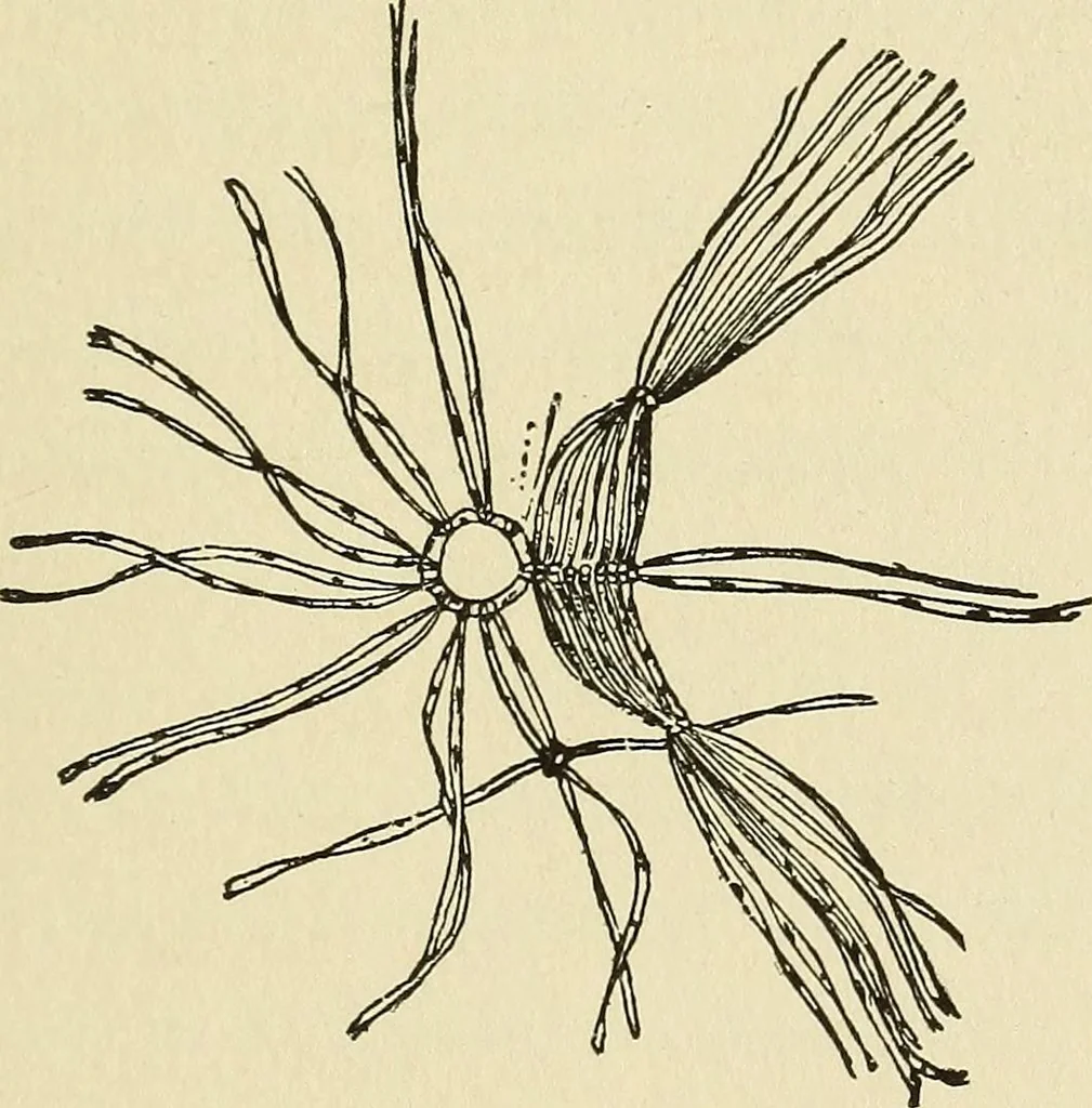An illustration from Needlecraft, 1911, leaf 298