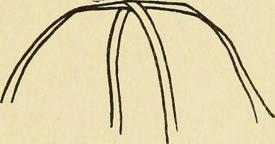 An illustration from Needlecraft, 1911, leaf 330