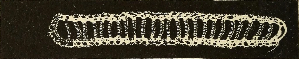 An illustration from Needlecraft, 1911, leaf 349