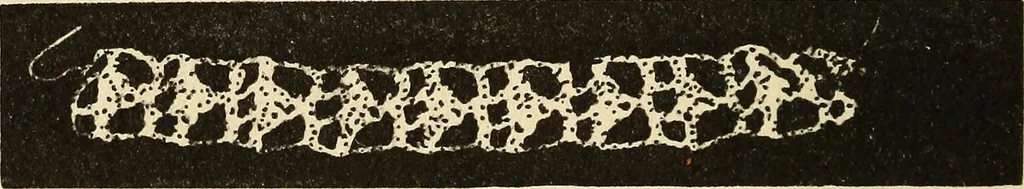 An illustration from Needlecraft, 1911, leaf 351