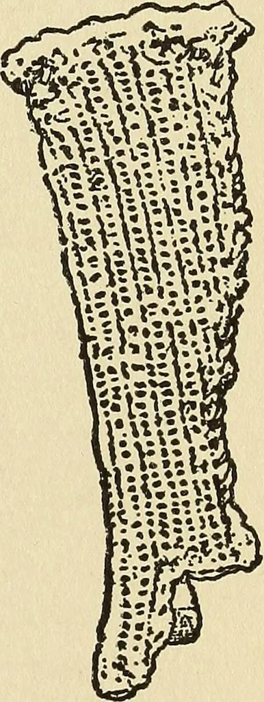 An illustration from Needlecraft, 1911, leaf 402