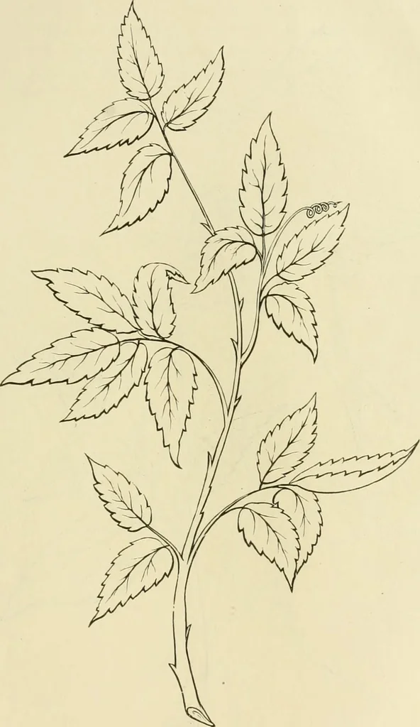 An illustration from Needle-craft: artistic and practical, 1889, leaf 164